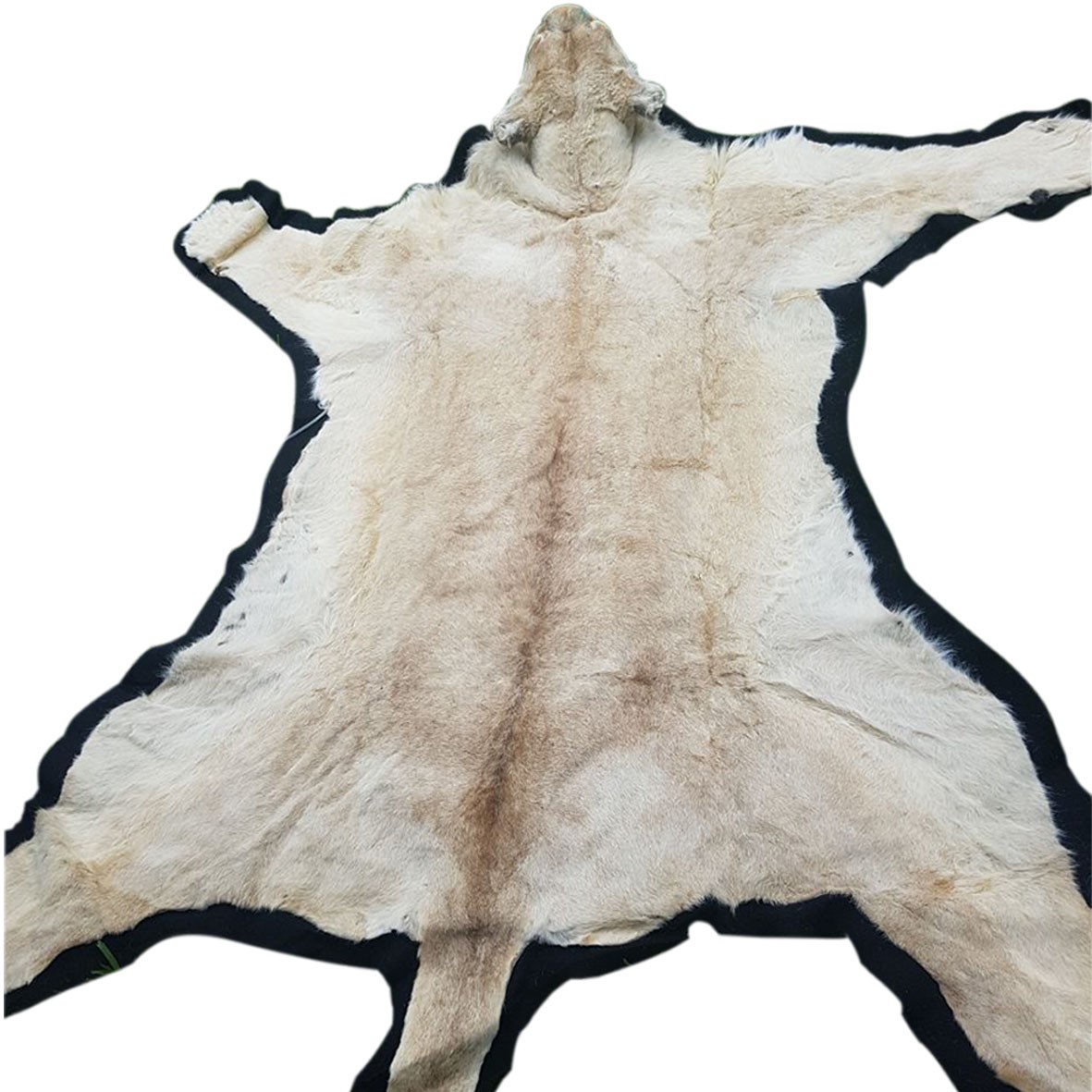 Lioness Rug - FLR01 - Image 7
