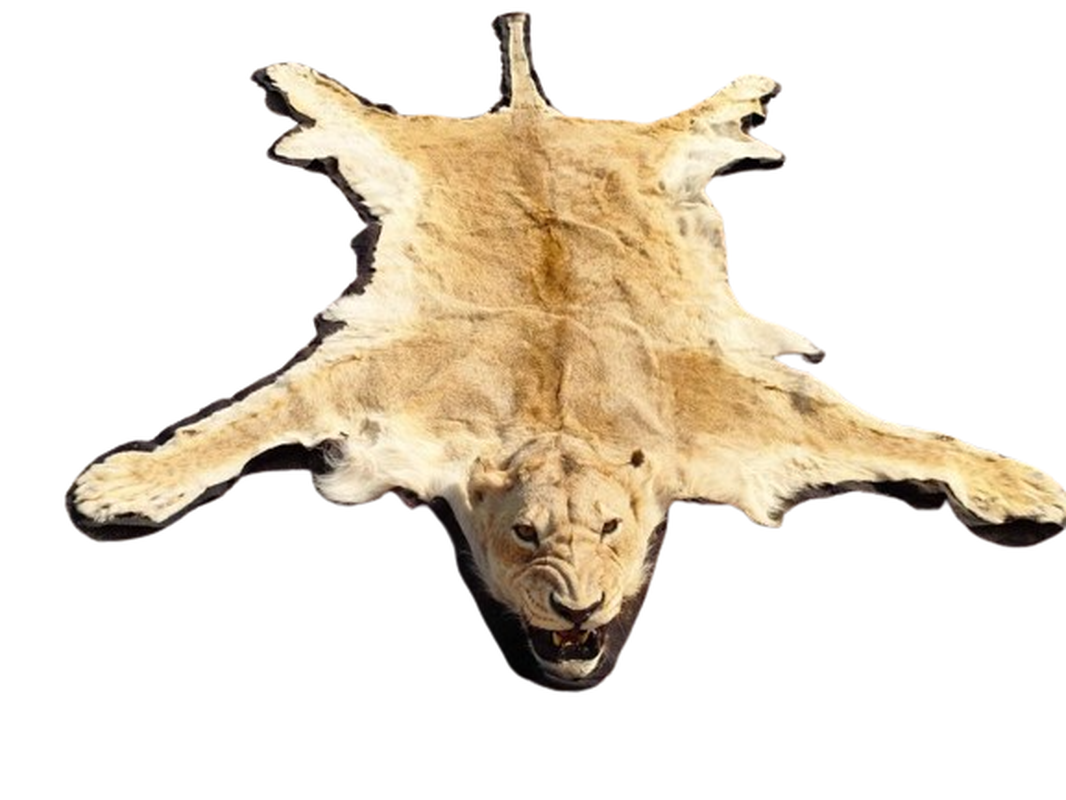 Lioness Rug Mount - Image 2