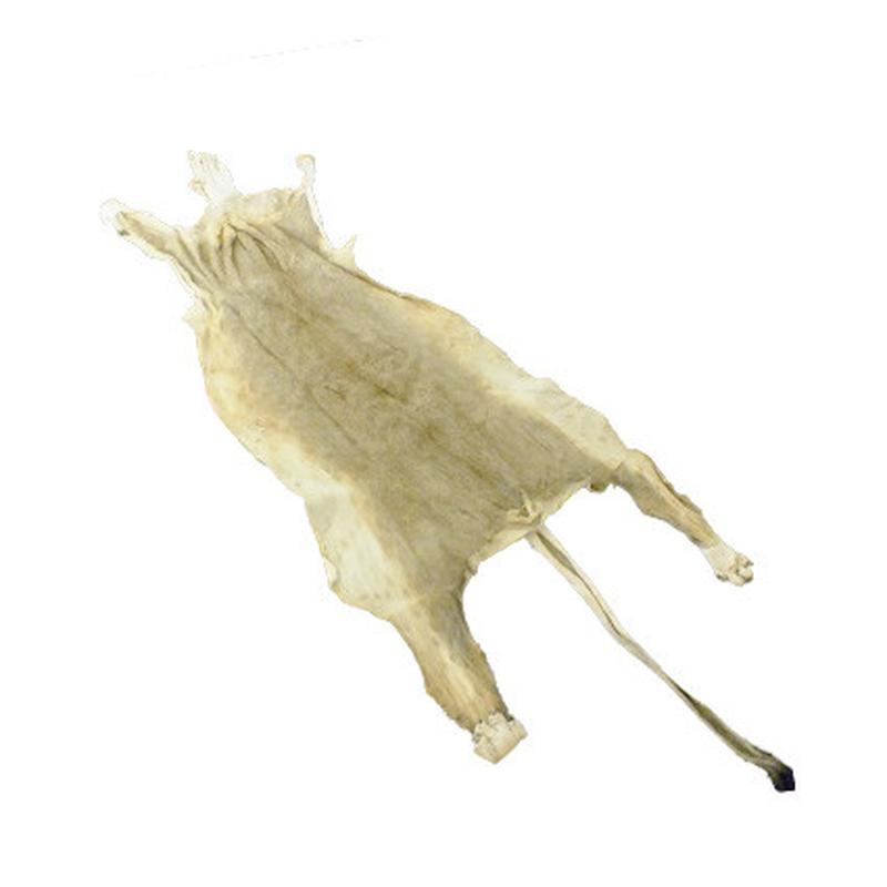 Lioness Skin LS03 - Image 2
