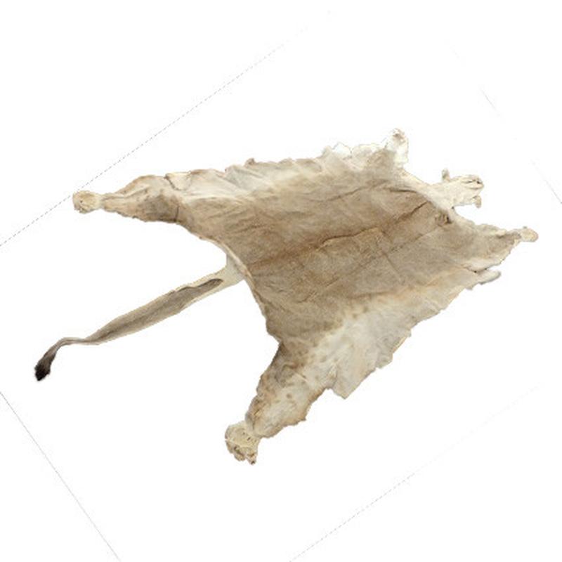 Lioness Skin LS08 - Image 4