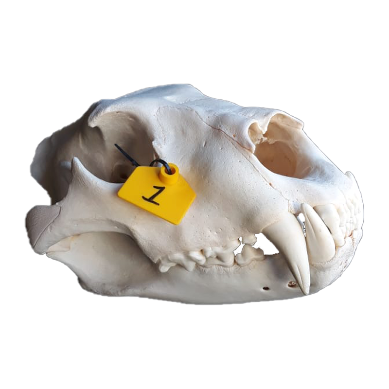 Lioness Skull - LS101 - Image 2