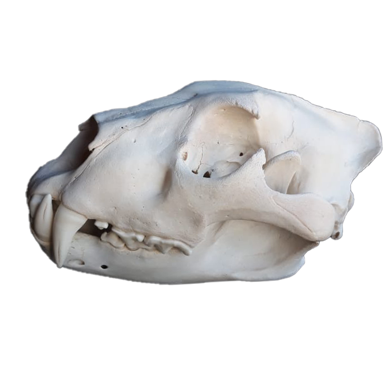 Lioness Skull - LS101