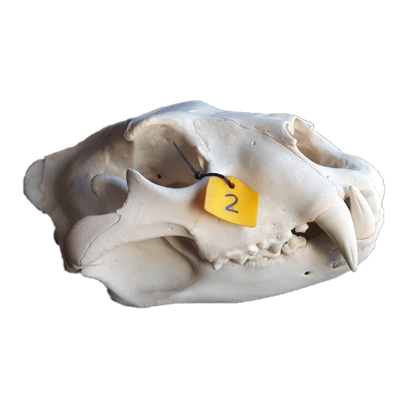 Lioness Skull - LS102 - Image 2