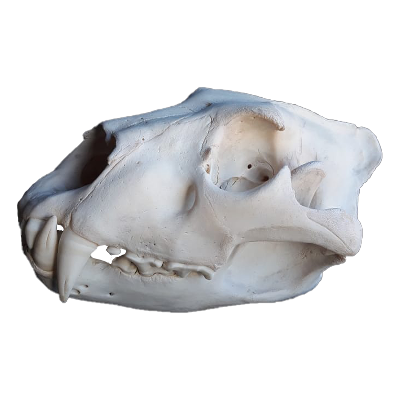 Lioness Skull - LS102