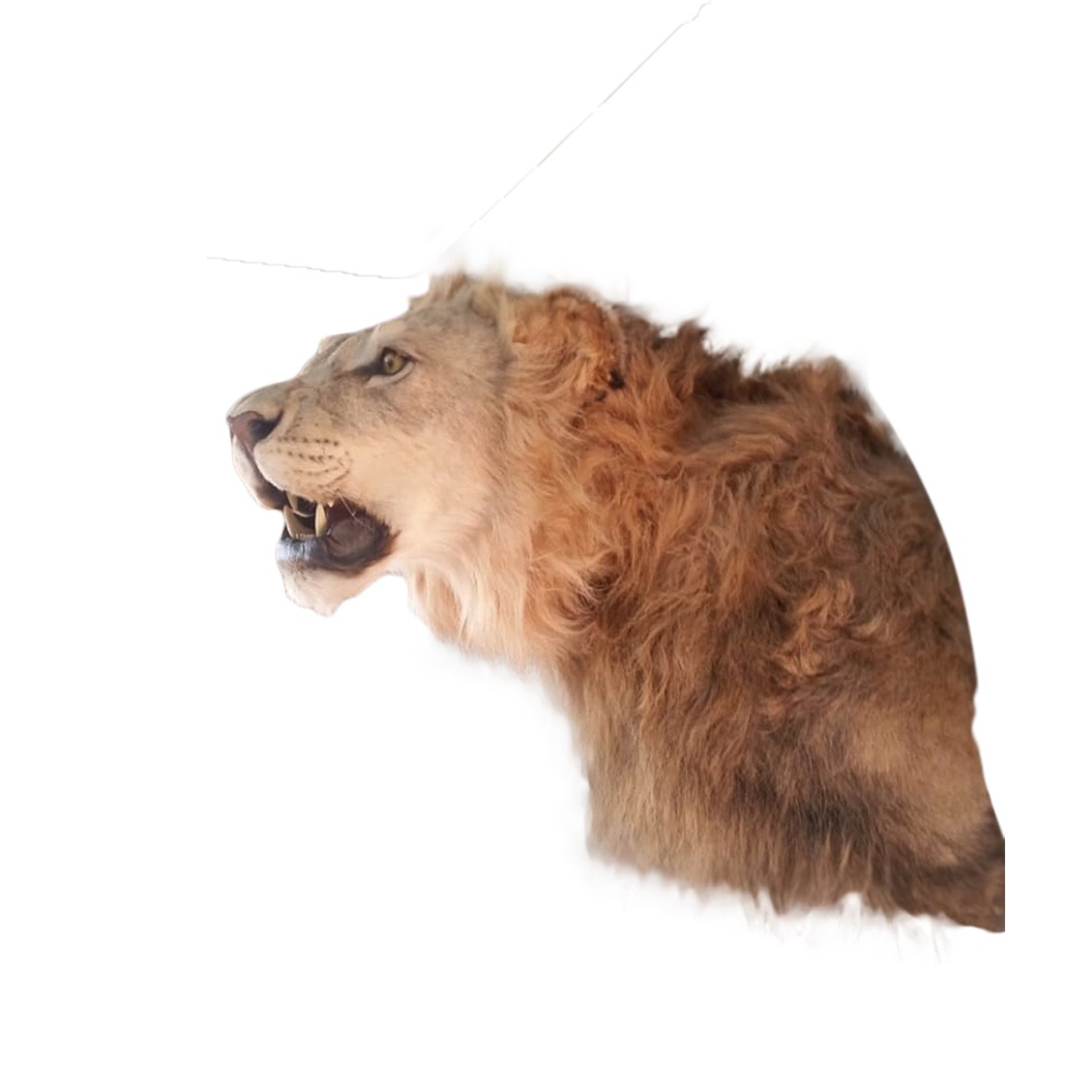LIONS SHOULDER MOUNT LSMM1B - Image 2