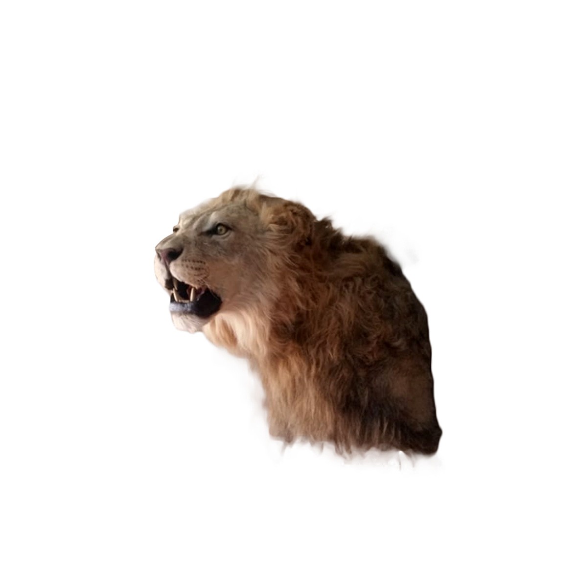 LIONS SHOULDER MOUNT LSMM1B - Image 3