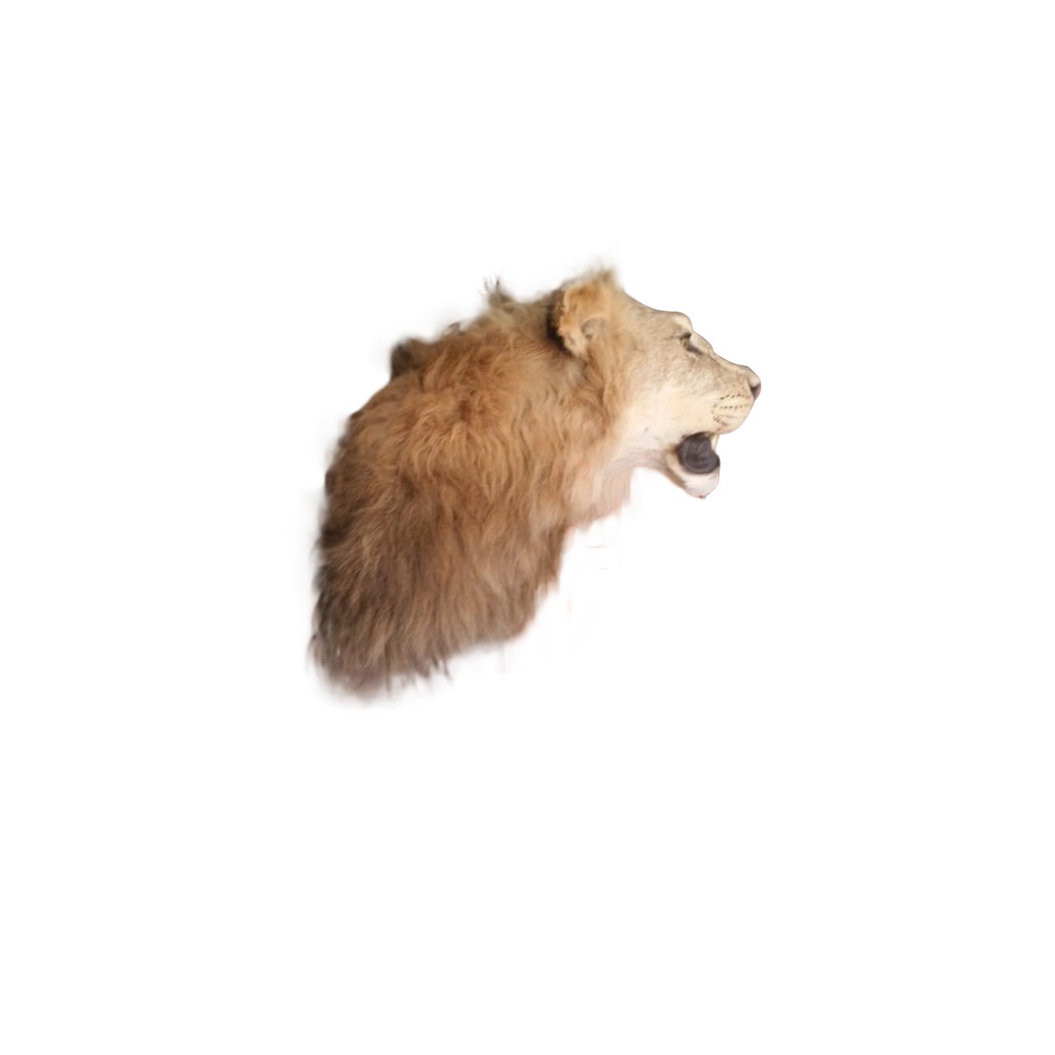 LIONS SHOULDER MOUNT LSMM1B - Image 4