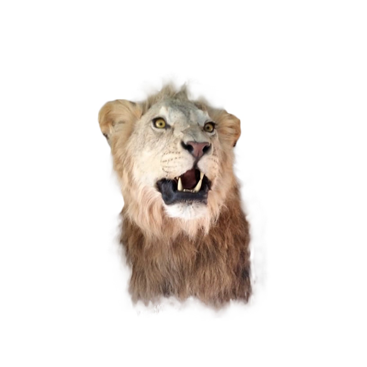 LIONS SHOULDER MOUNT LSMM1B