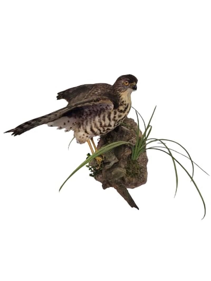 Little Sparrow Hawk - Image 2
