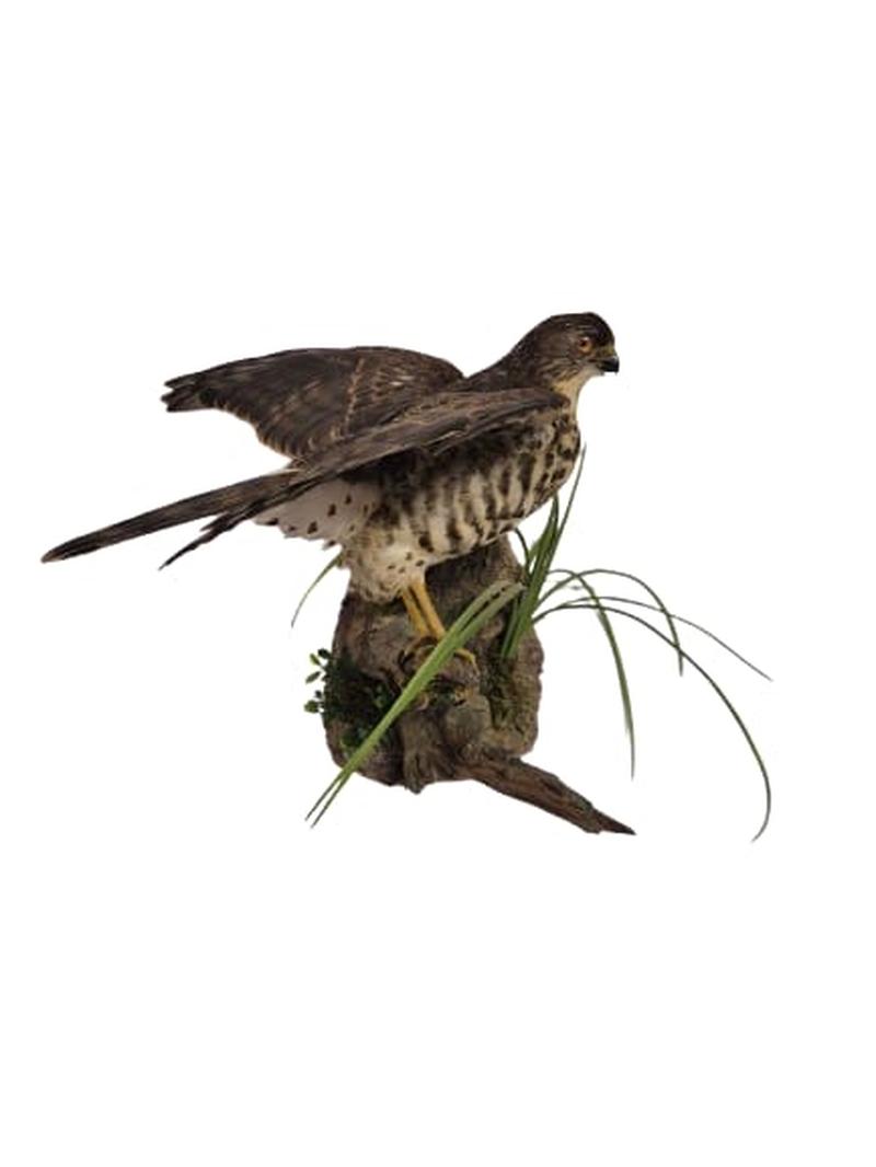 Little Sparrow Hawk - Image 3