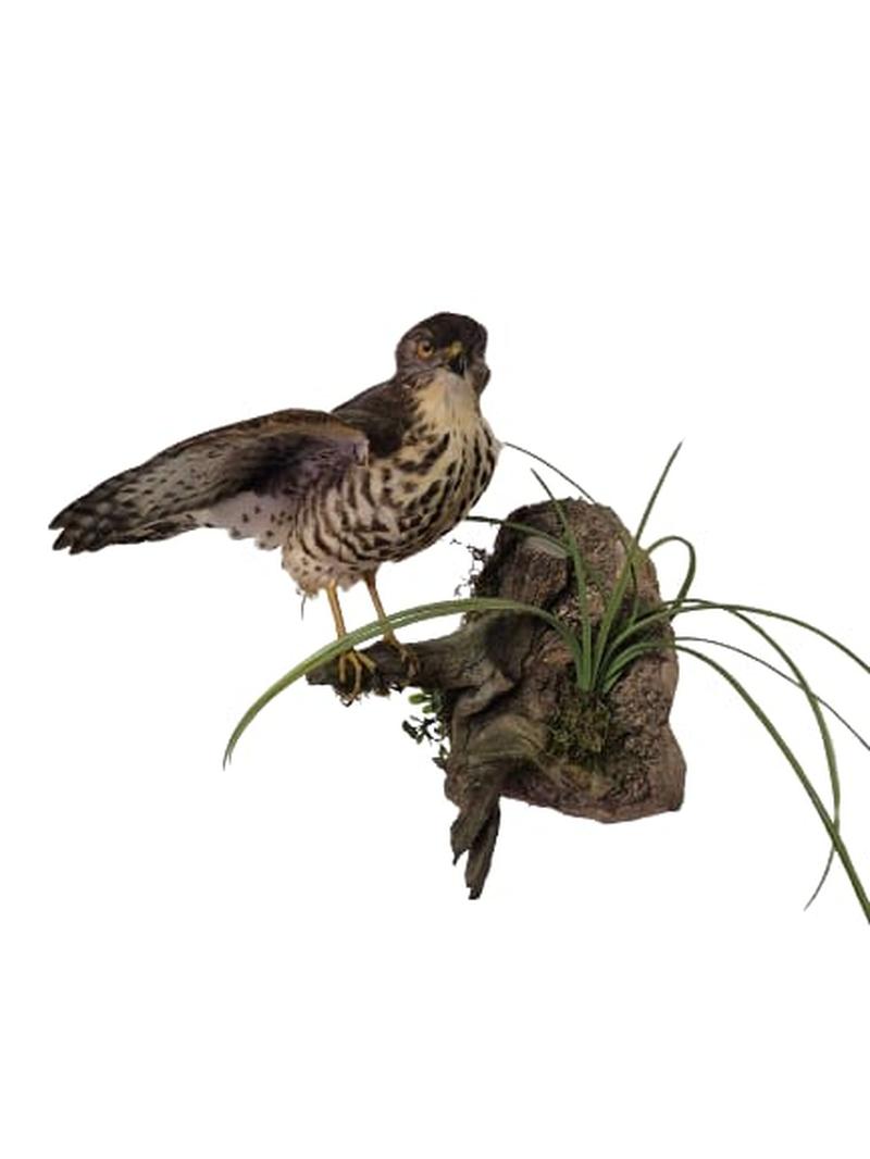 Little Sparrow Hawk