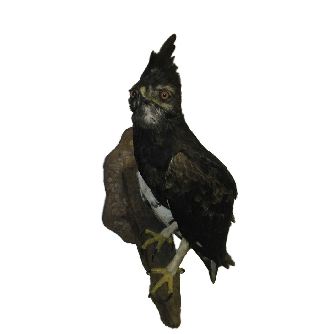LONG CRESTED EAGLE - Image 2
