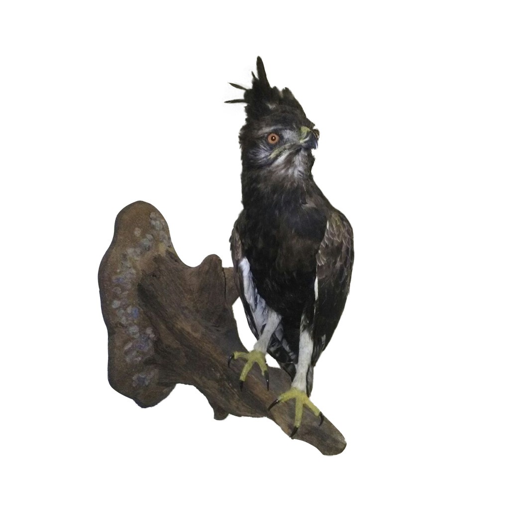LONG CRESTED EAGLE