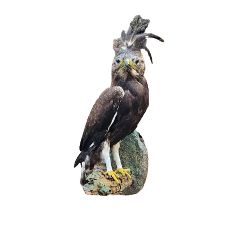 Long Crested Eagle - Image 2