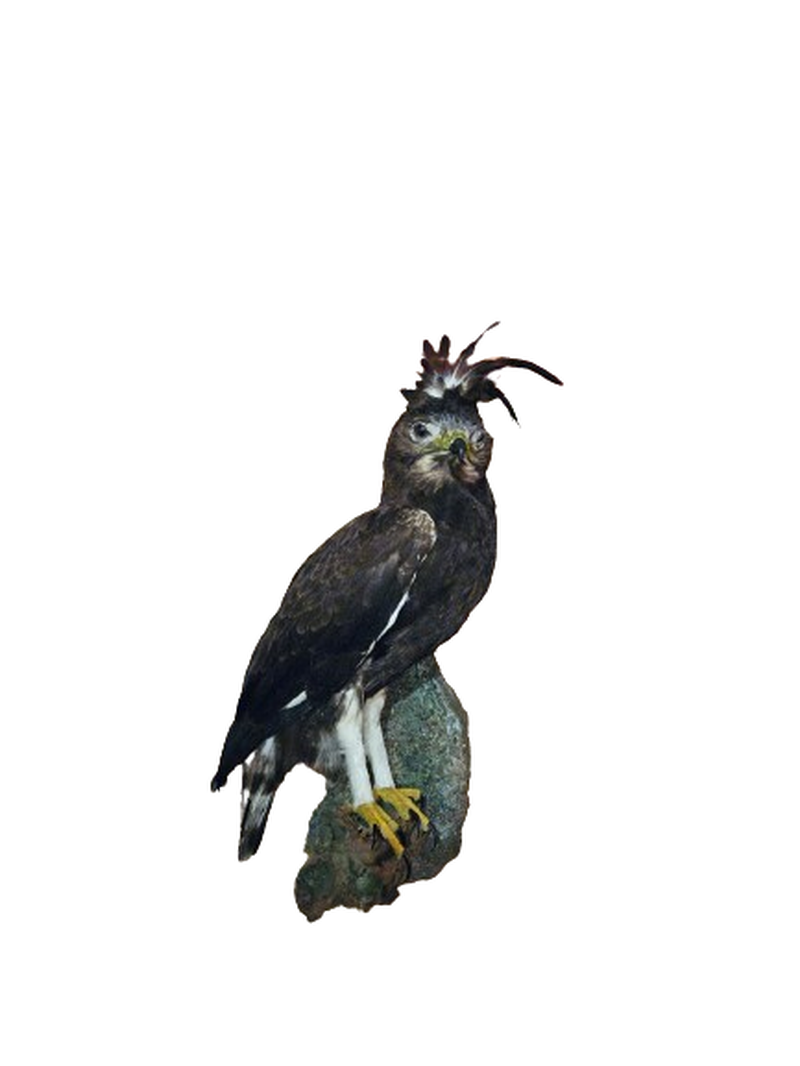 Long Crested Eagle