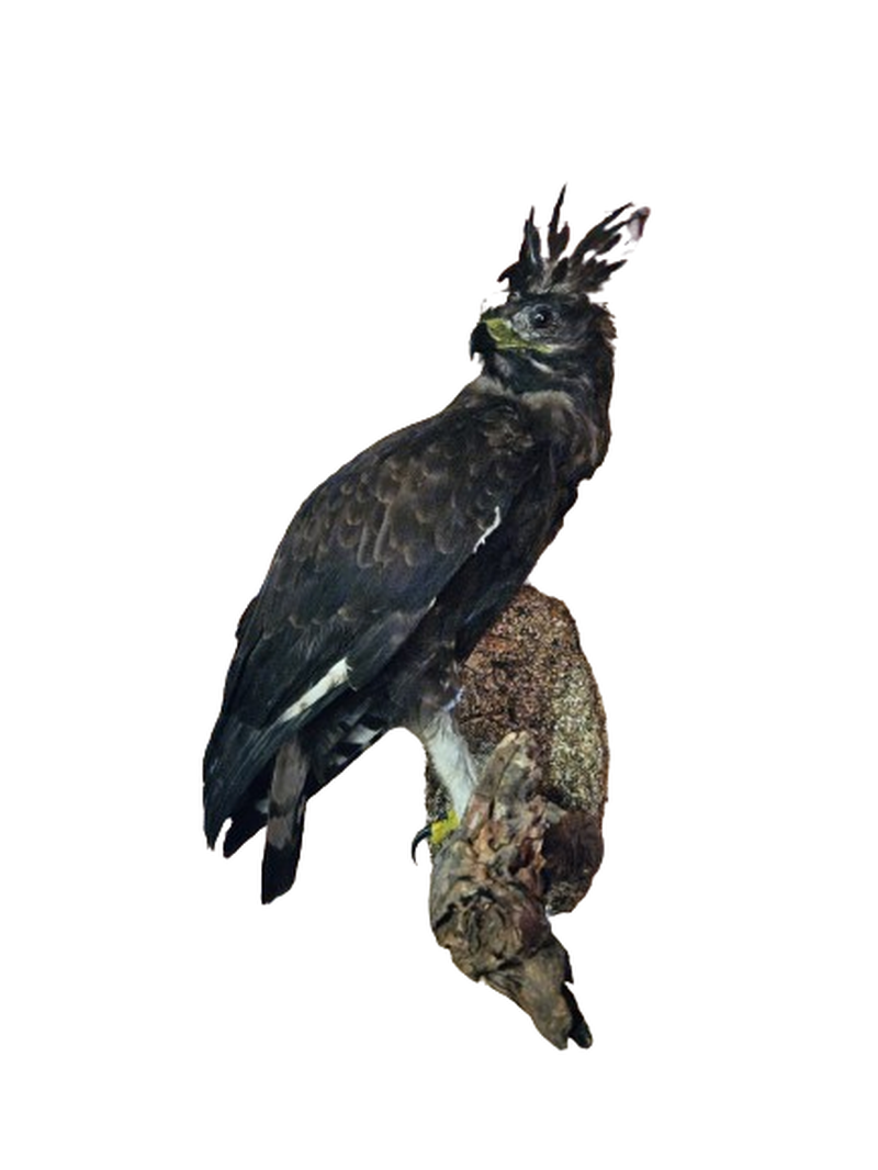Long Crested Eagle