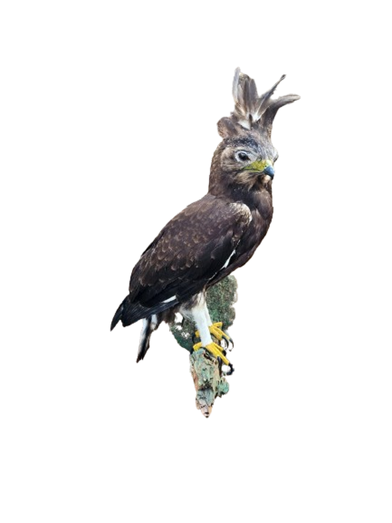 Long Crested Eagle