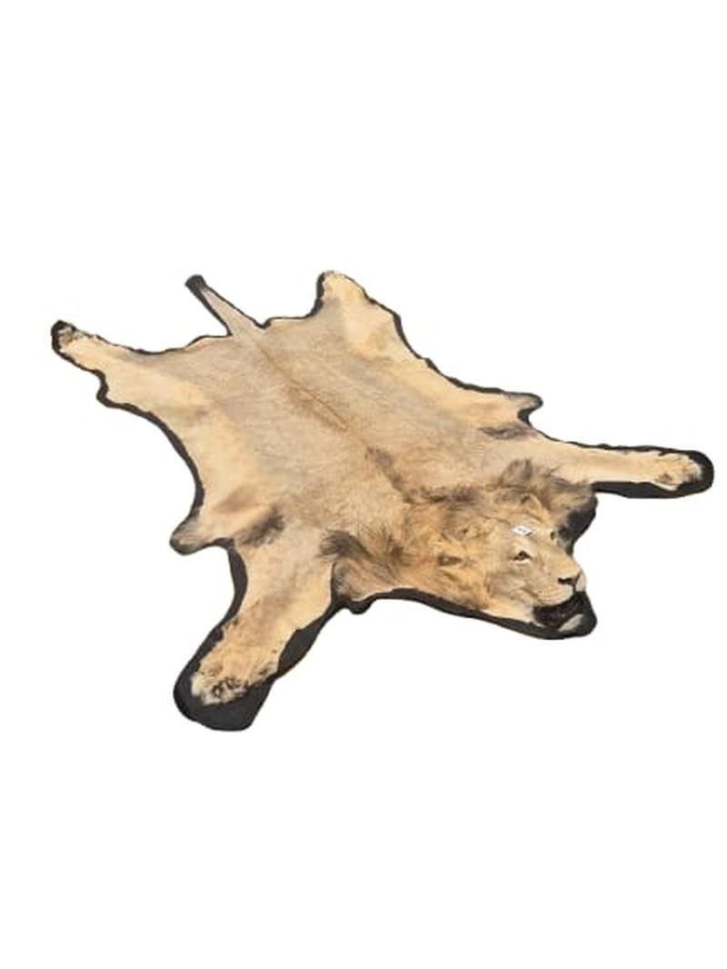 Male Lion Rug Mount - RGM01 - Image 2