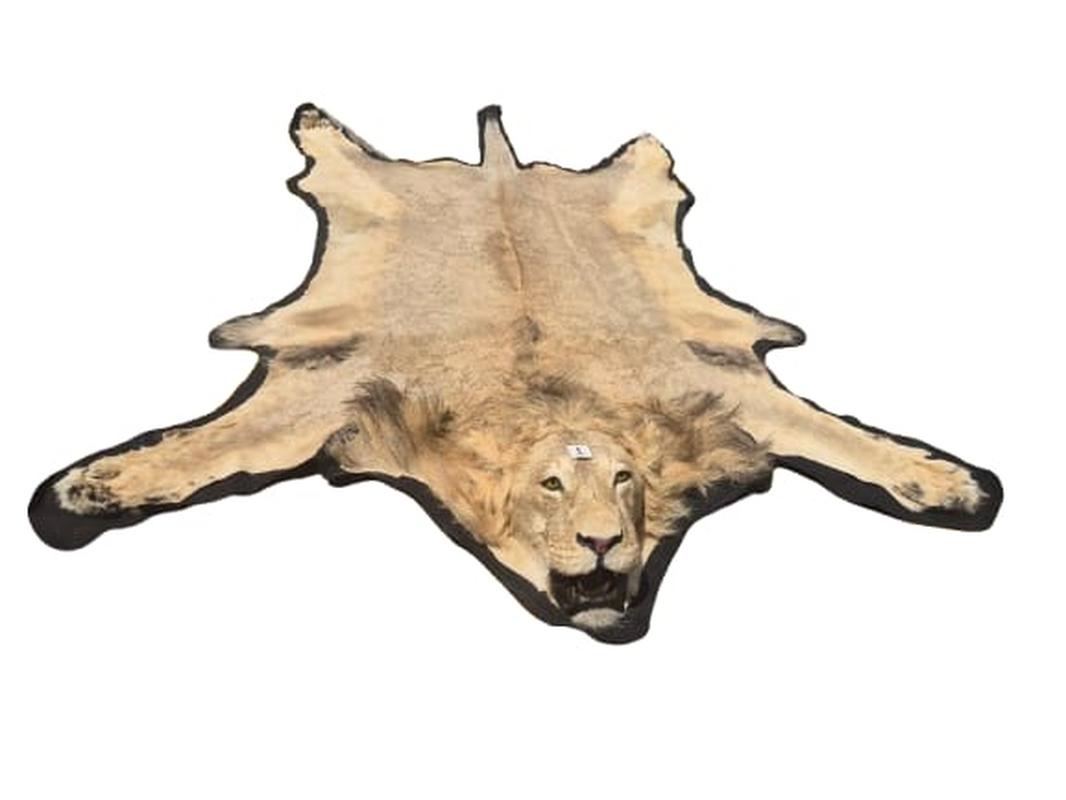 Male Lion Rug Mount - RGM01