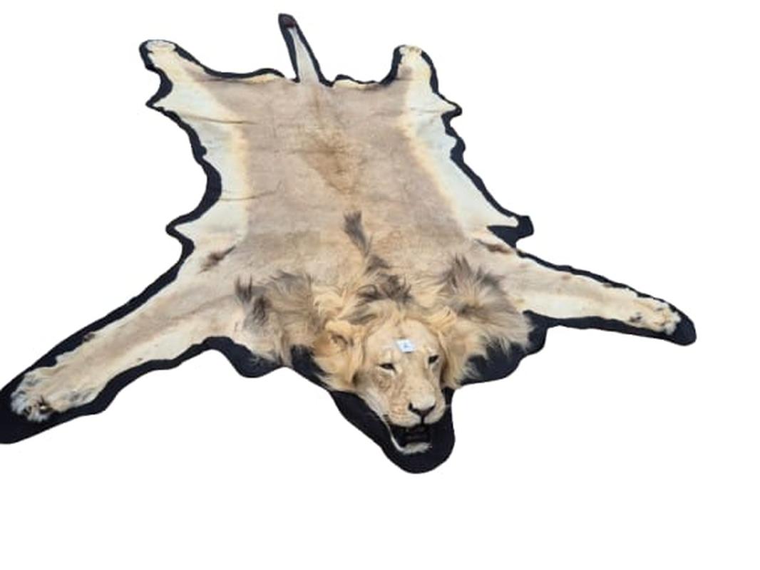 Male Lion Rug Mount - RGM02 - Image 2