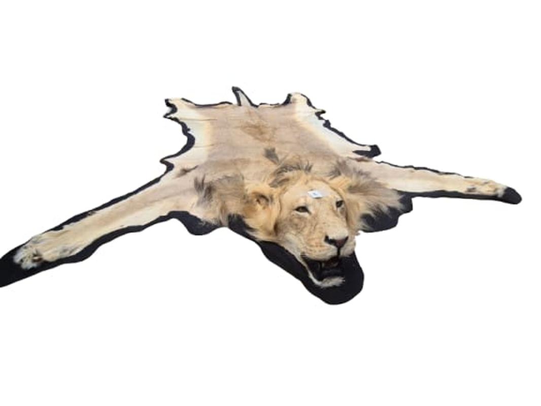 Male Lion Rug Mount - RGM02