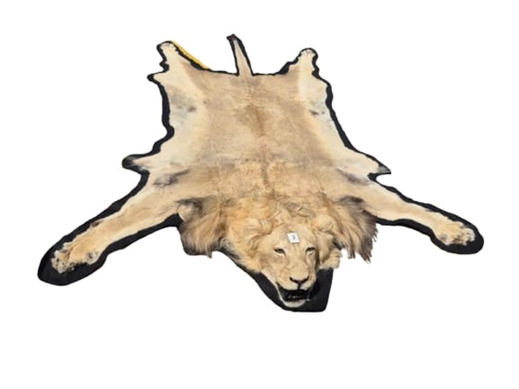 Male Lion Rug Mount - RGM03 - Image 2