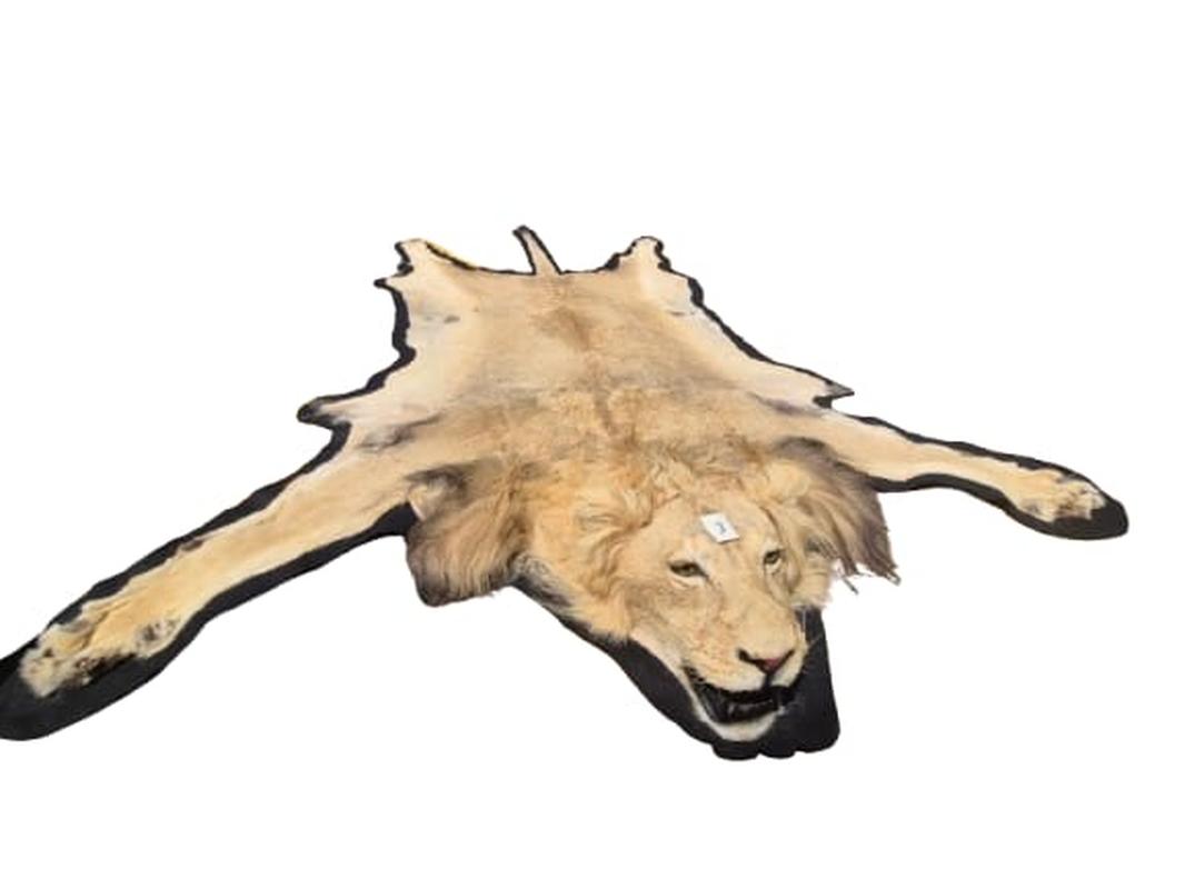 Male Lion Rug Mount - RGM03