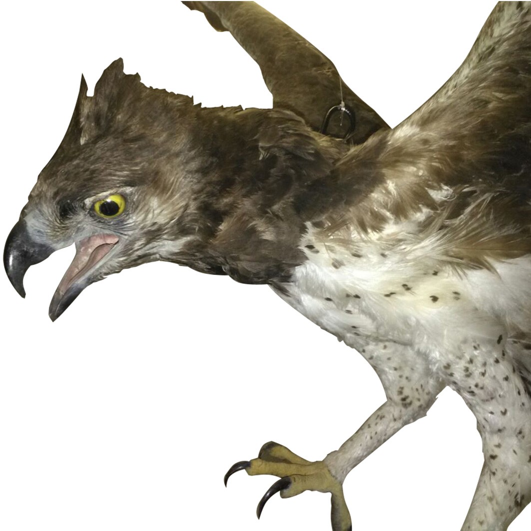 MARTIAL EAGLE