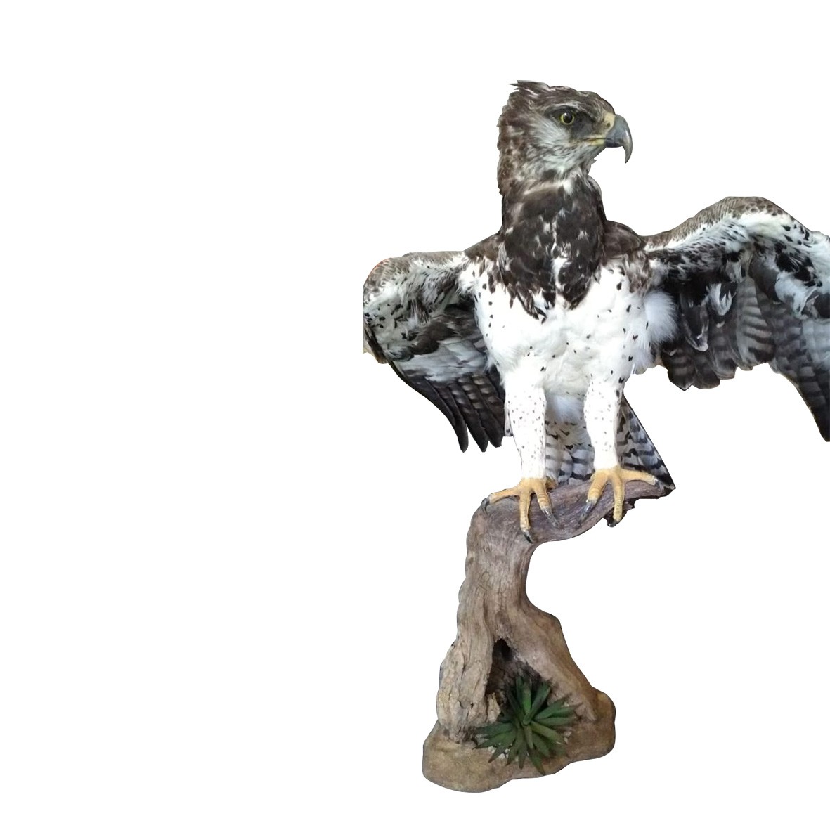MARTIAL EAGLE ON BASE - Image 2