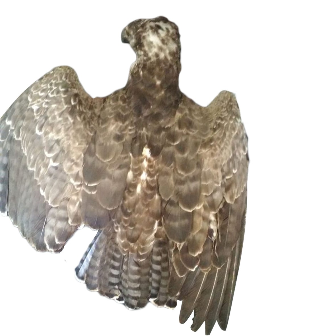 MARTIAL EAGLE ON BASE - Image 3