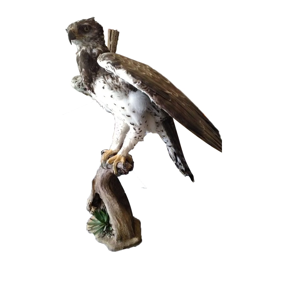 MARTIAL EAGLE ON BASE - Image 4