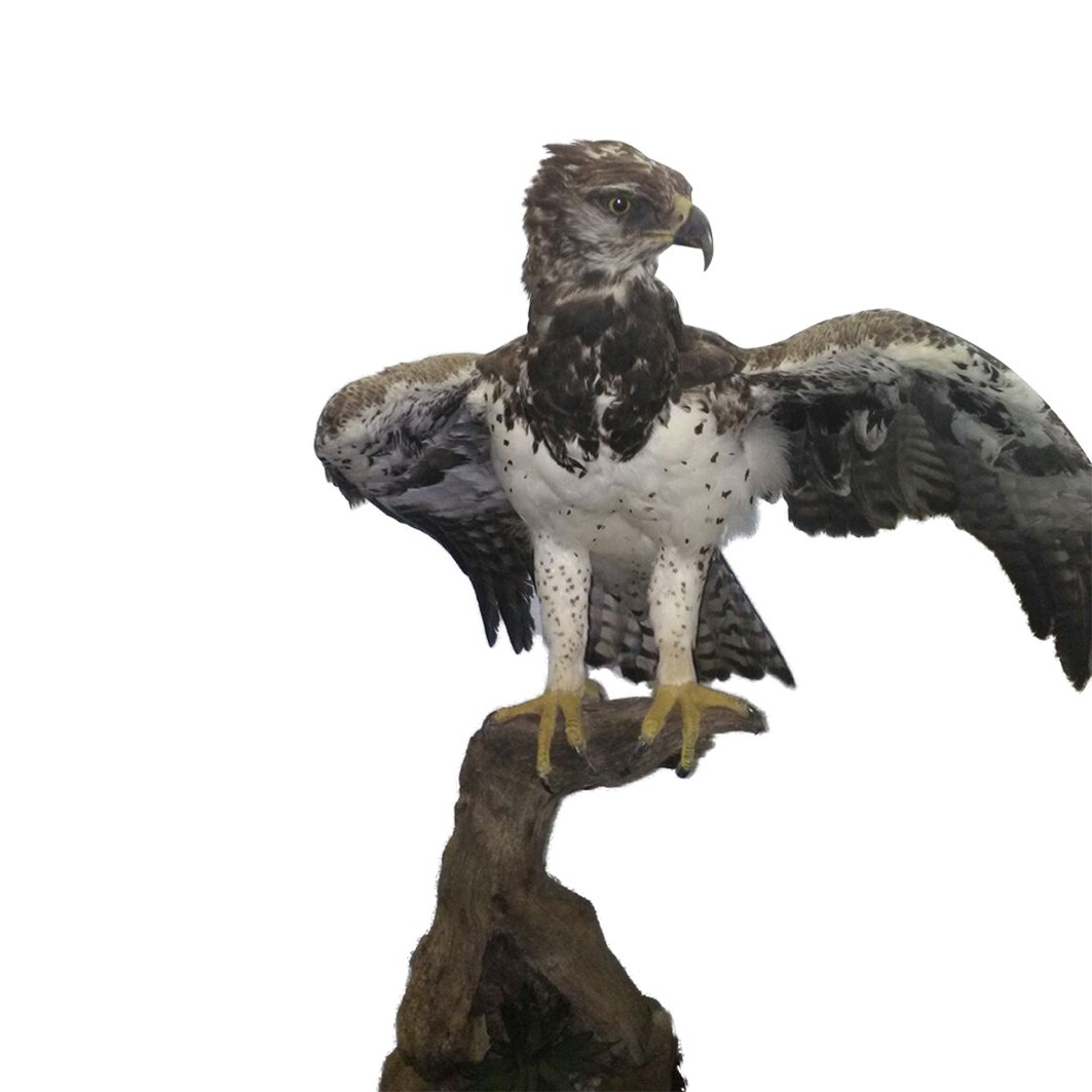 MARTIAL EAGLE ON BASE