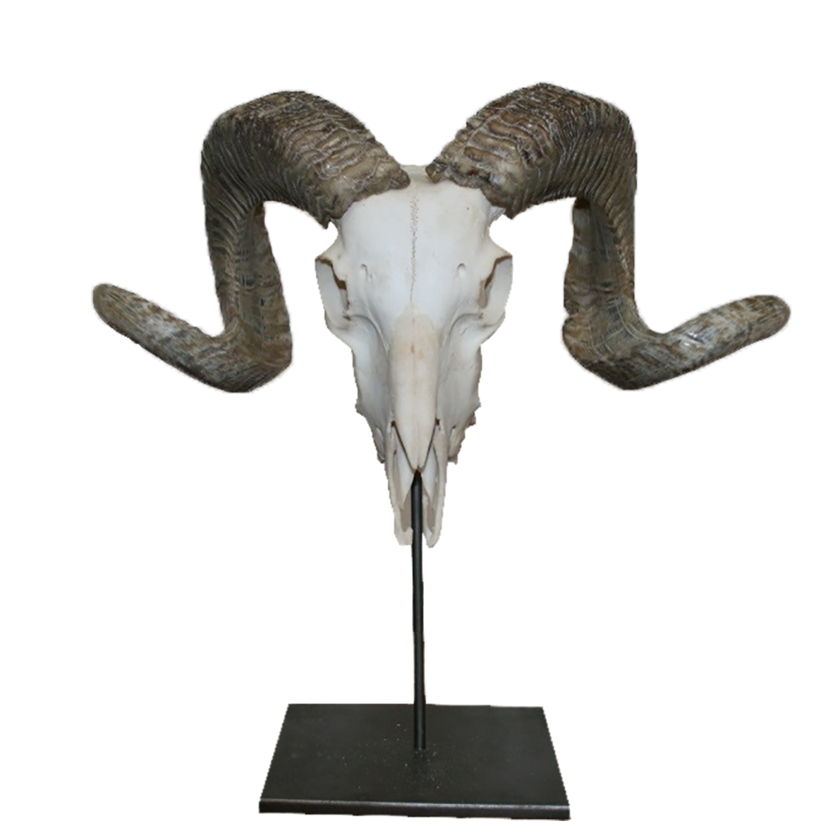 MERINO RAM SKULL WITH METAL BASE