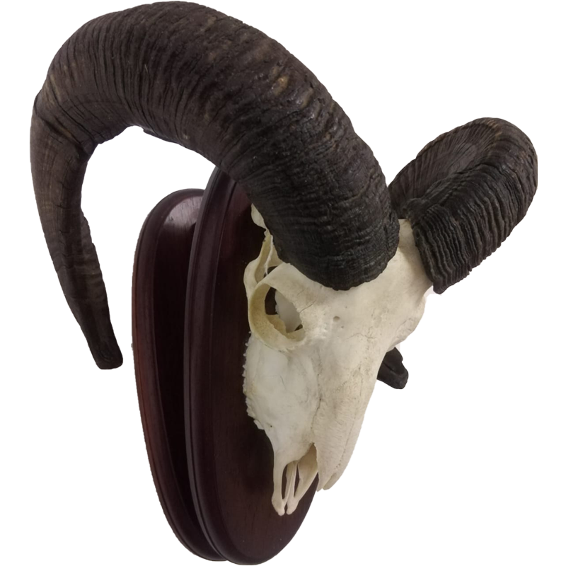 Mouflon Sheep Skull Mount - MSSM100 - Image 2