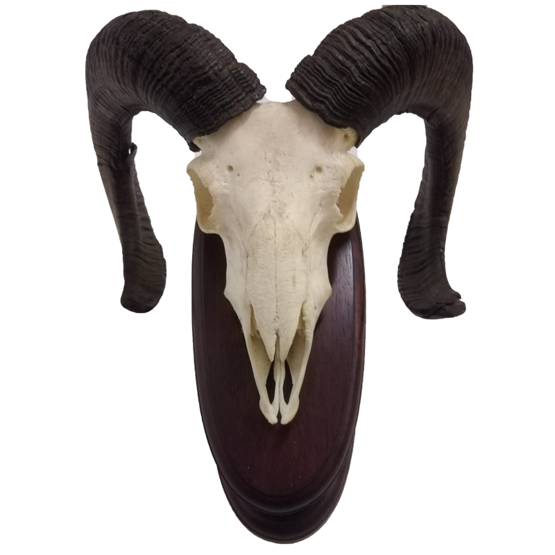 Mouflon Sheep Skull Mount - MSSM100 - Image 3