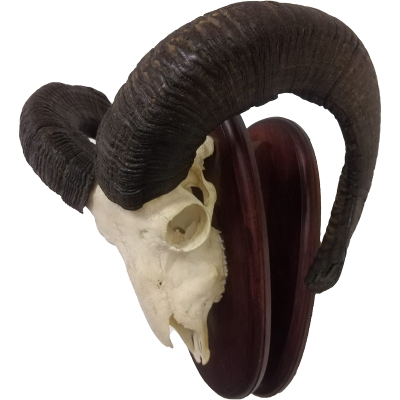 Mouflon Sheep Skull Mount - MSSM100 - Image 4