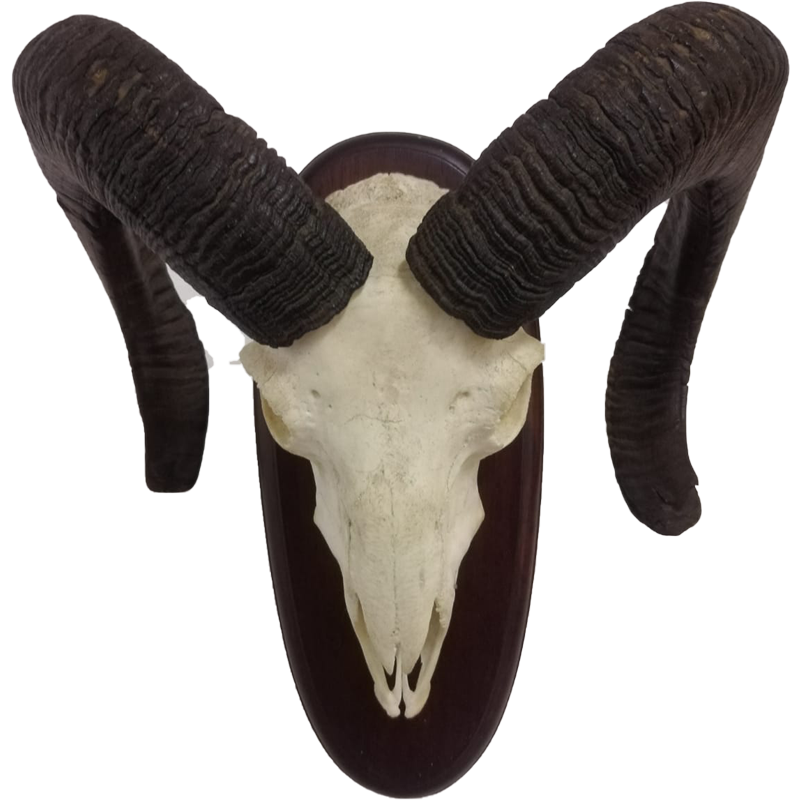 Mouflon Sheep Skull Mount - MSSM100