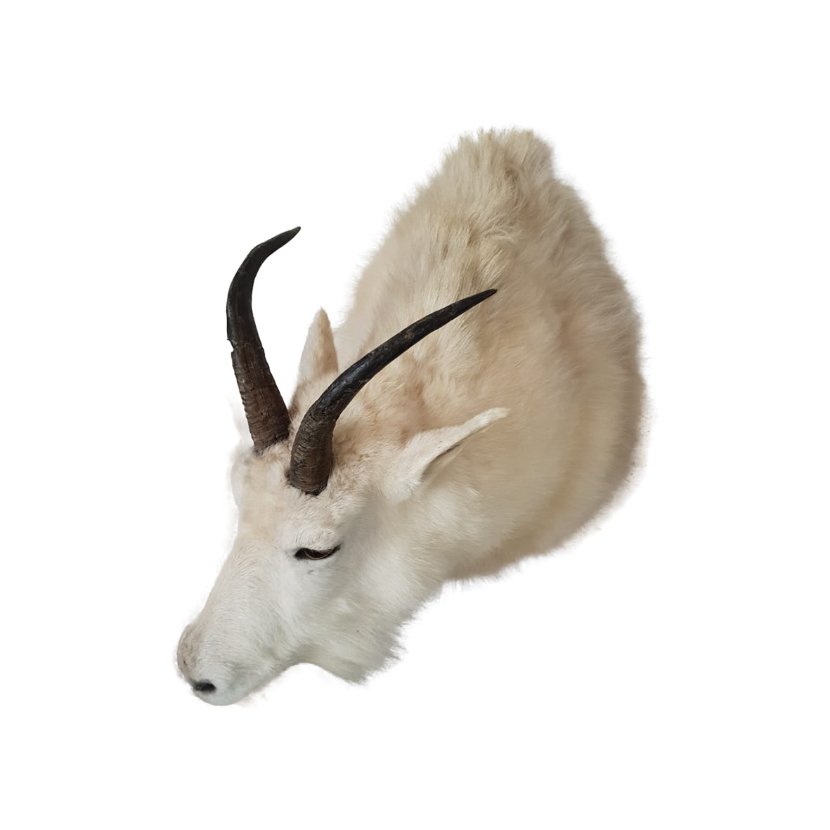 Mountain Goat - Image 2