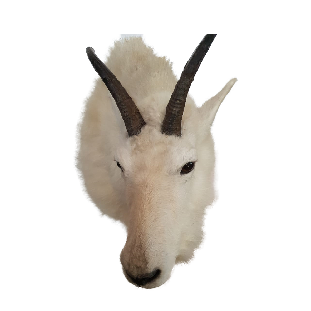 Mountain Goat - Image 4