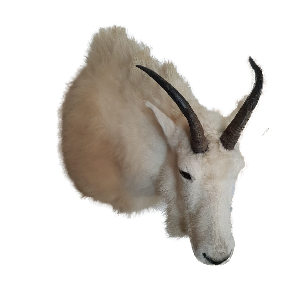 Mountain Goat - Image 5