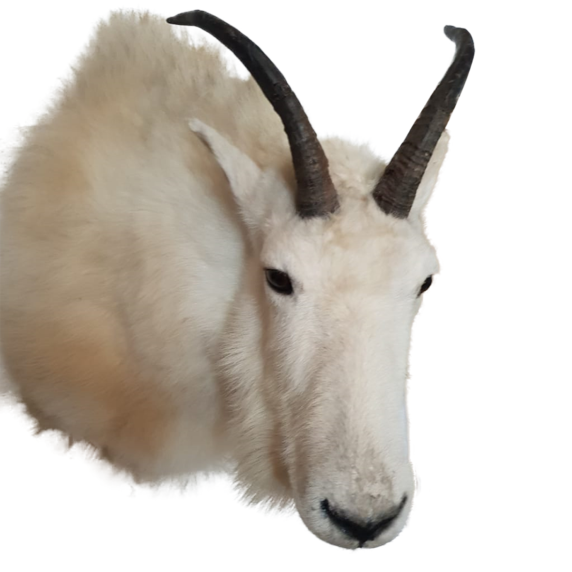 Mountain Goat