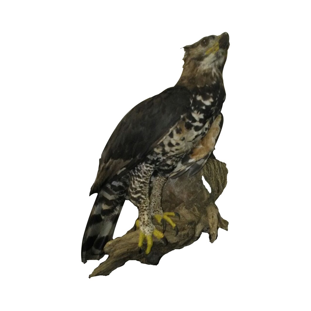 MOUSE BUZZARD