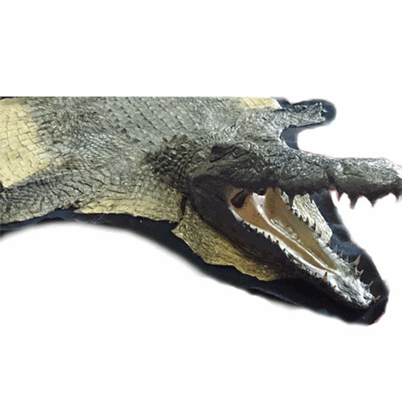Nile Crocodile Rug Mount CR1 - Image 2