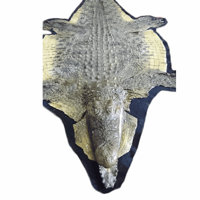 Nile Crocodile Rug Mount CR1
