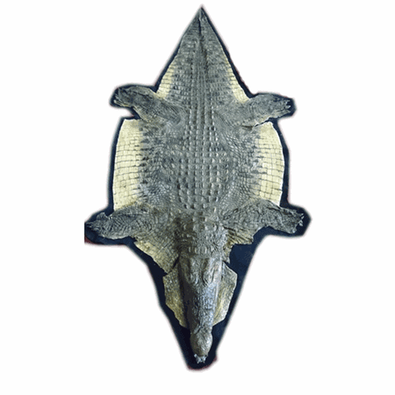 Nile Crocodile Rug Mount CR2