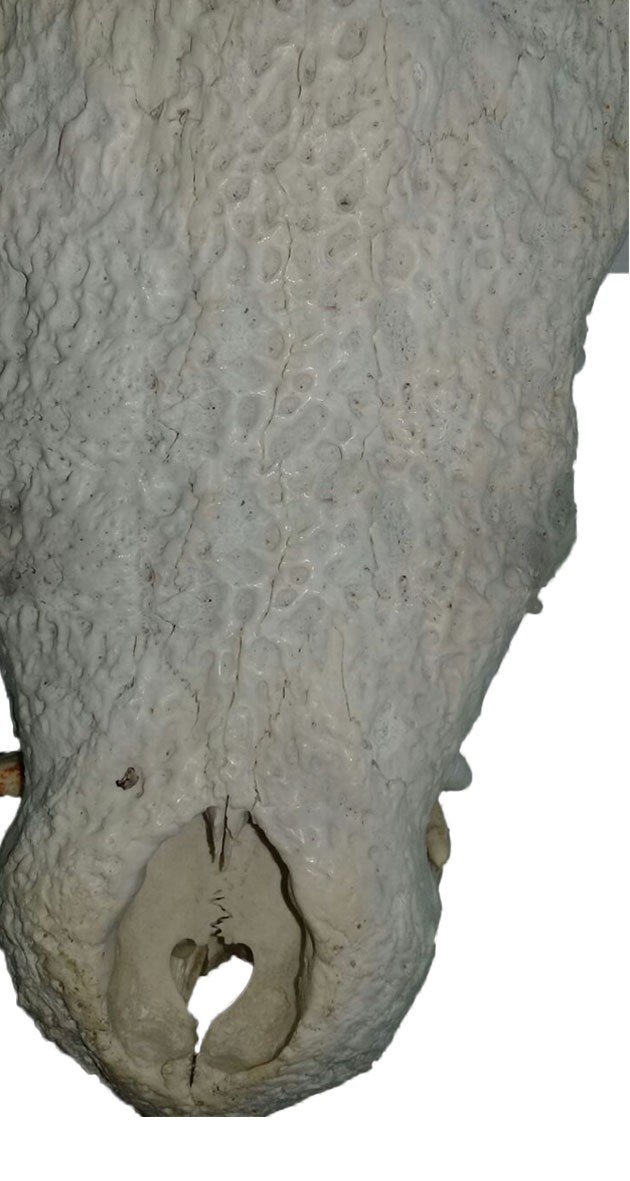 Nile Crocodile Skull C04 - Image 2