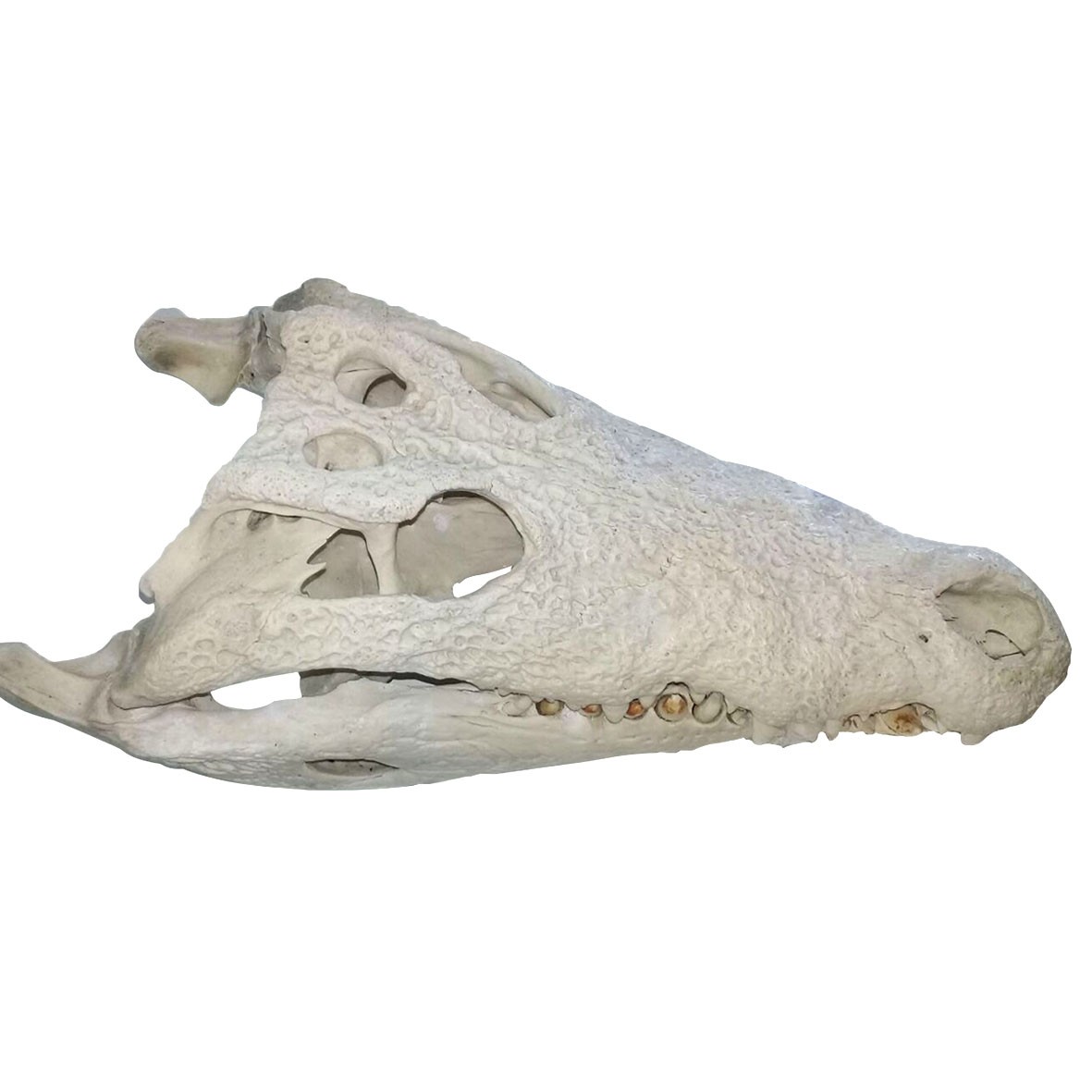 Nile Crocodile Skull C04