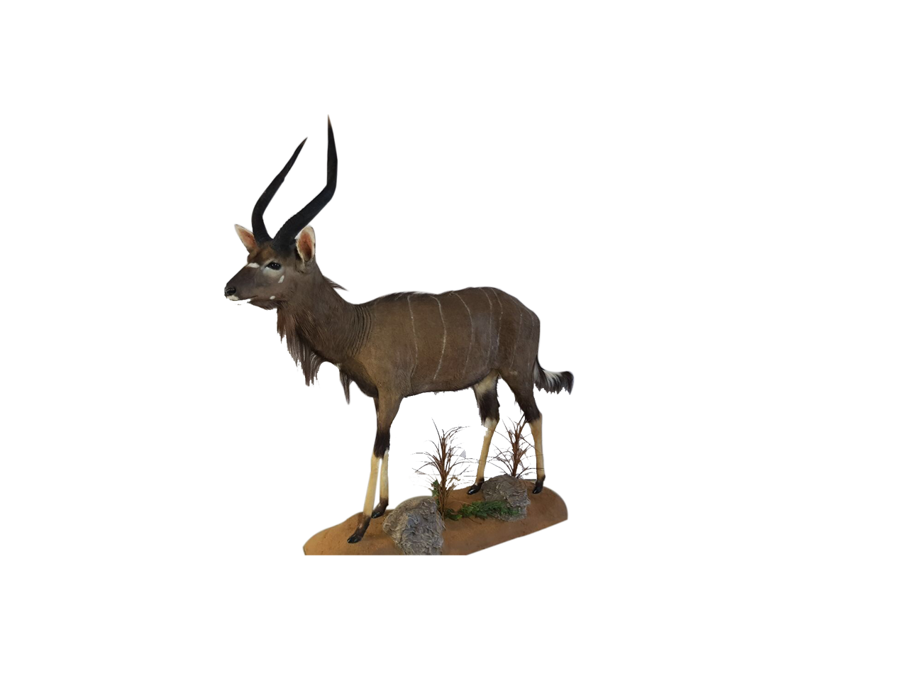 Nyala Full Mount - BNF02 - Image 2