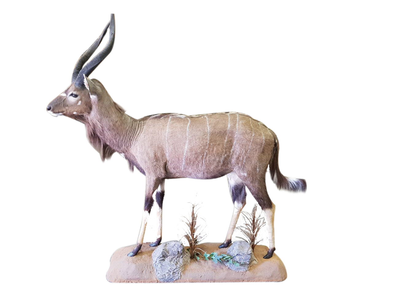 Nyala Full Mount - BNF02