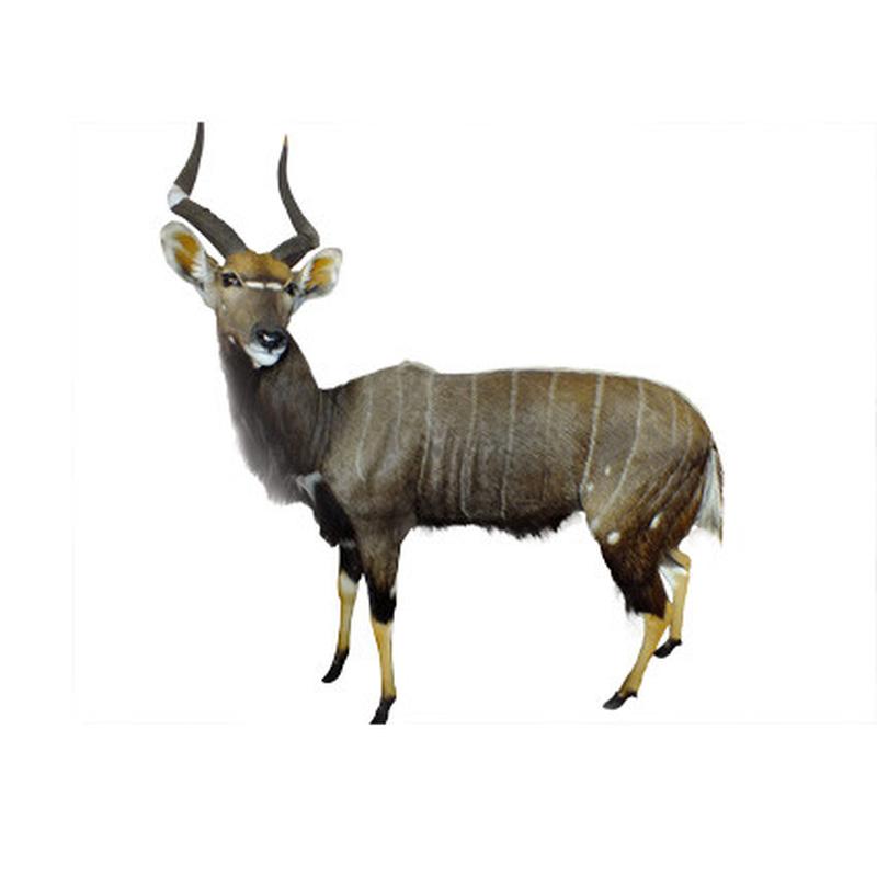 Nyala Full Mount - NFM_04 - Image 2